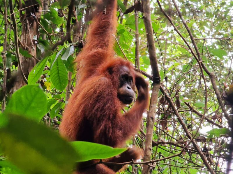 Gunung Leuser National Park, Ketambe, Aceh, Indonesia