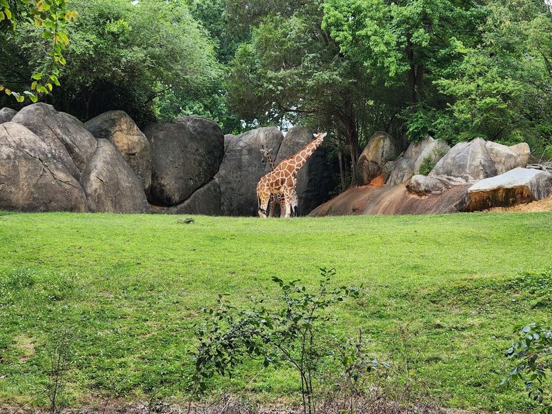 Habitats Built To Feel Like The Real Wild