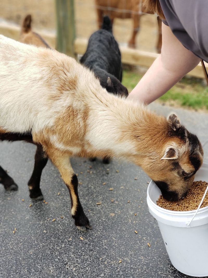 Hand-Feeding Almost Everything Hand-Feeding Almost Everything