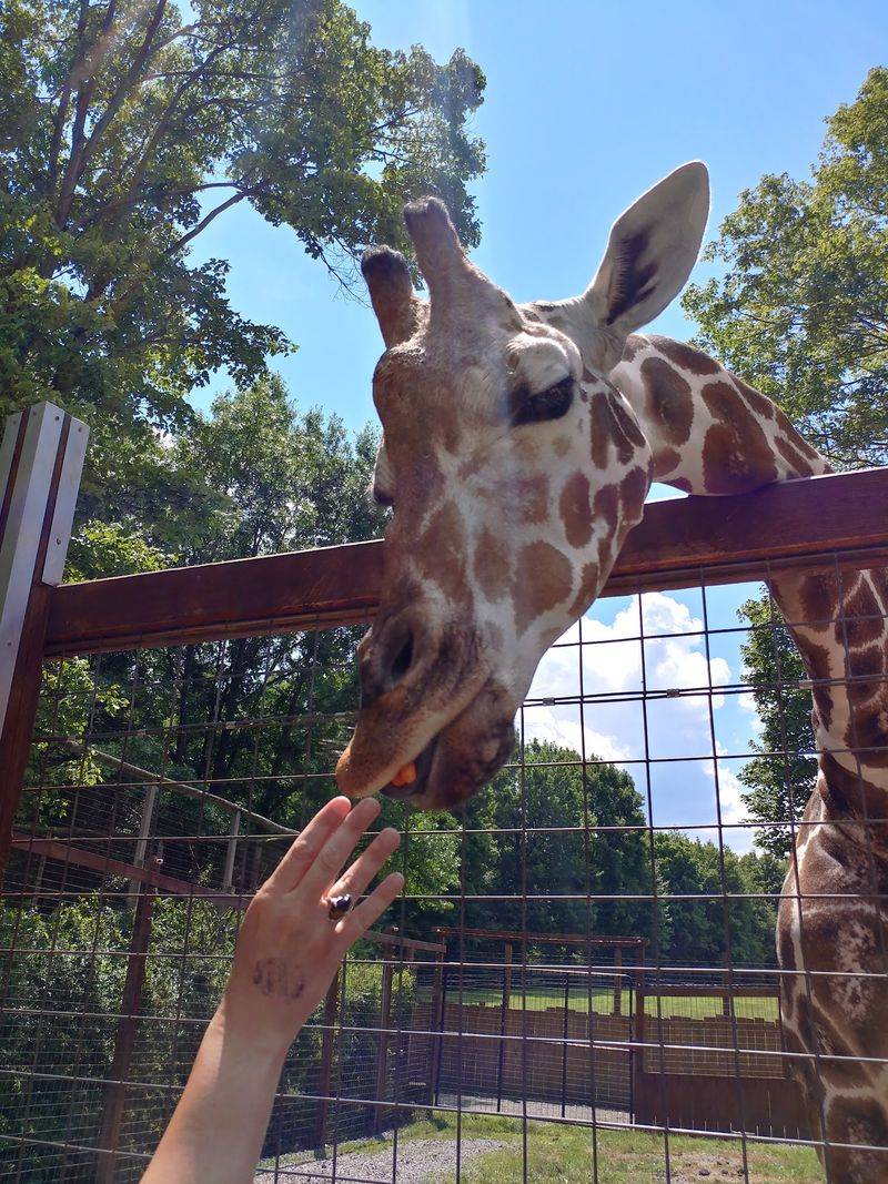 Hand-Feeding Wildlife Is the Real Star of the Show Hand-Feeding Wildlife Is the Real Star of the Show