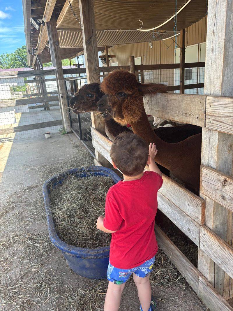 Handle alpacas calmly and protect your health