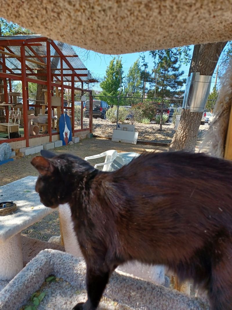 Helping Feral Cats and Community Animals Beyond the Walls Helping Feral Cats and Community Animals Beyond the Walls