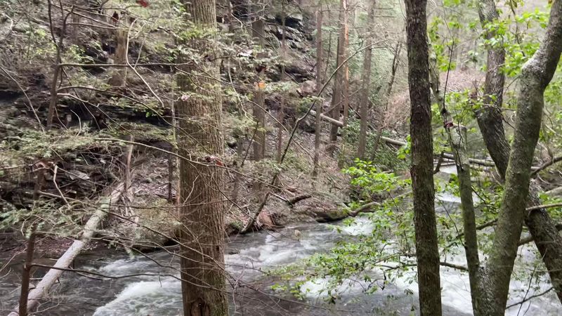 Hemlocks, Mountain Laurel, and Gorge Scenery