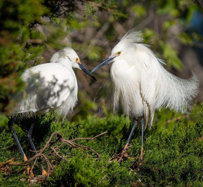 Herons, Egrets, Ibis, And Nesting Activity Herons, Egrets, Ibis, And Nesting Activity