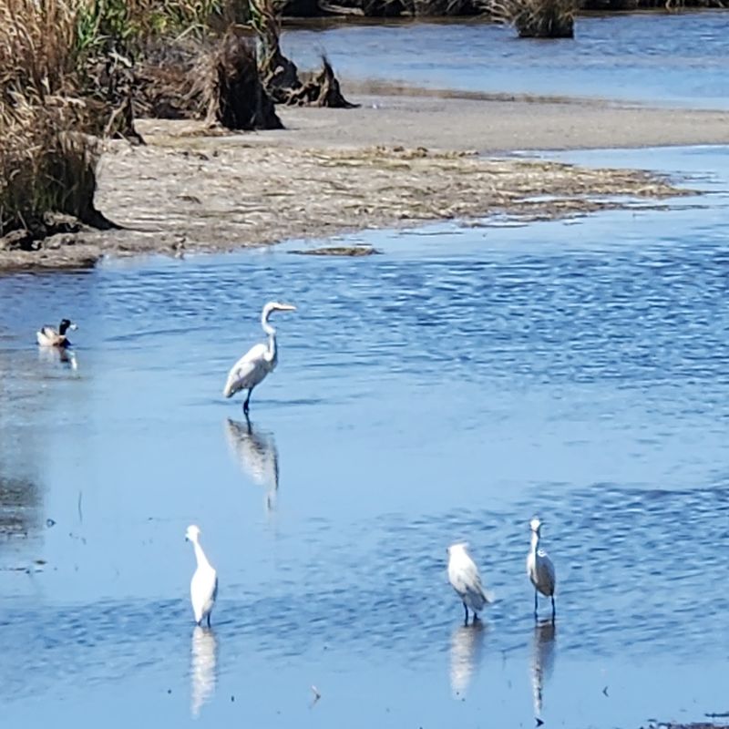 Herons, Otters, and a Whole Cast of Wildlife Herons, Otters, and a Whole Cast of Wildlife