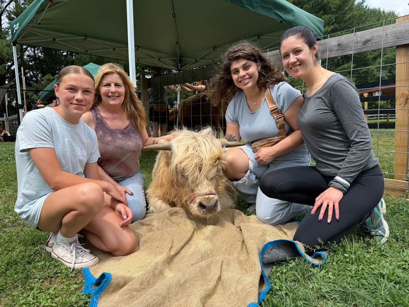 Highland Cows As The Headliners Highland Cows As The Headliners