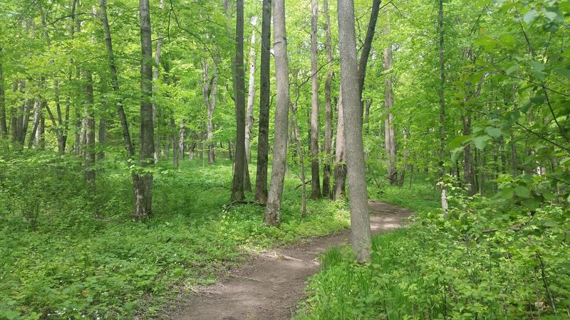Hiking Trails Through Bluffs and Forest Hiking Trails Through Bluffs and Forest