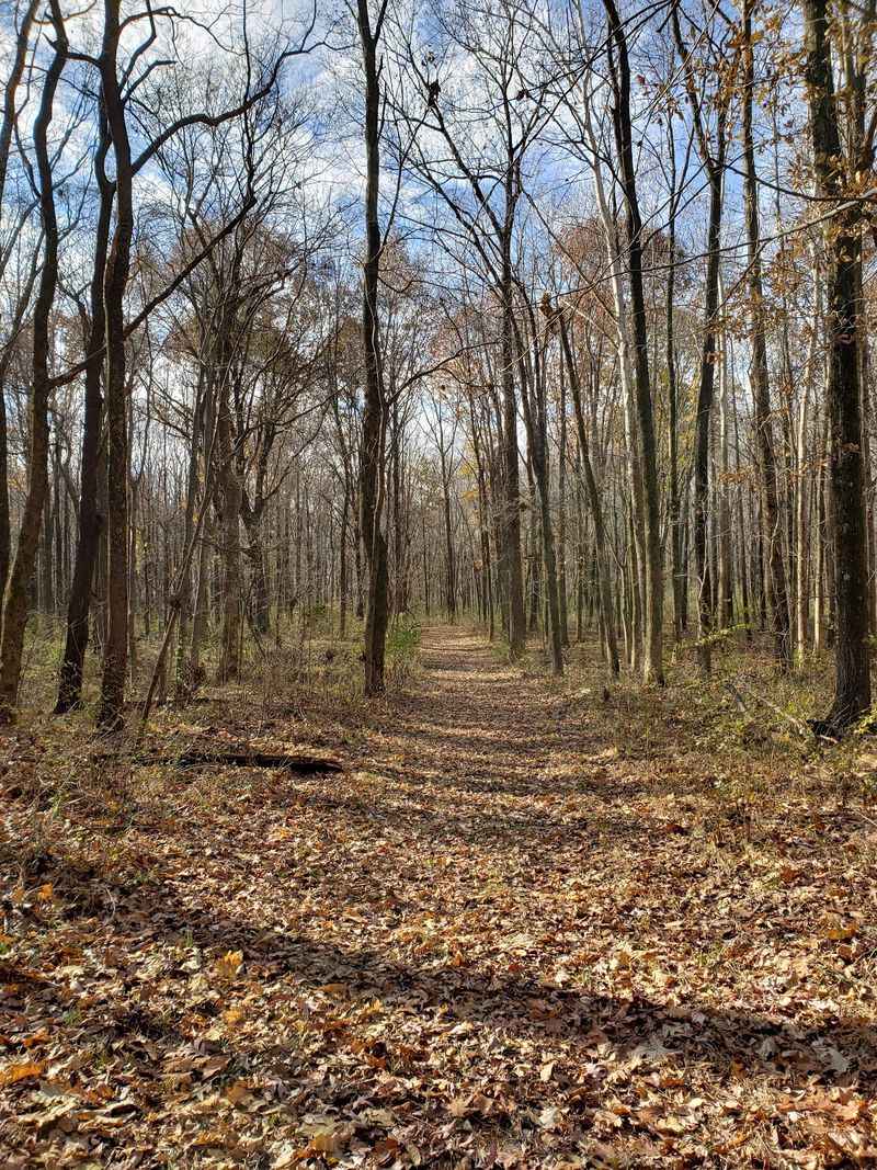 Hiking Trails Through a Forest That Feels Like a Time Capsule Hiking Trails Through a Forest That Feels Like a Time Capsule