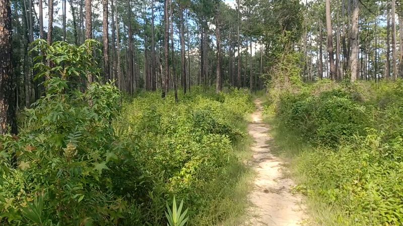 Hiking Trails Through the Pines Hiking Trails Through the Pines