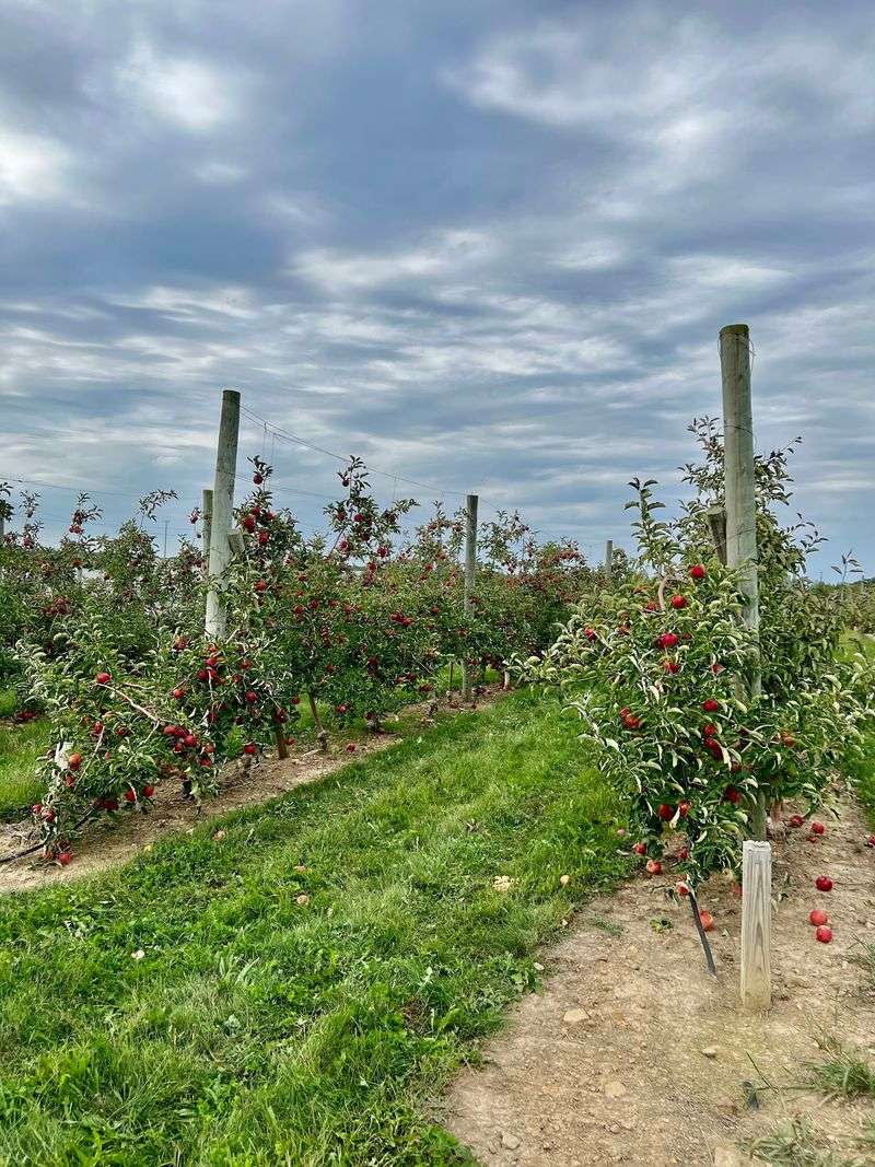 Hillcrest Orchards, Amherst