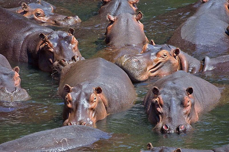 Hippopotamuses Hippopotamuses