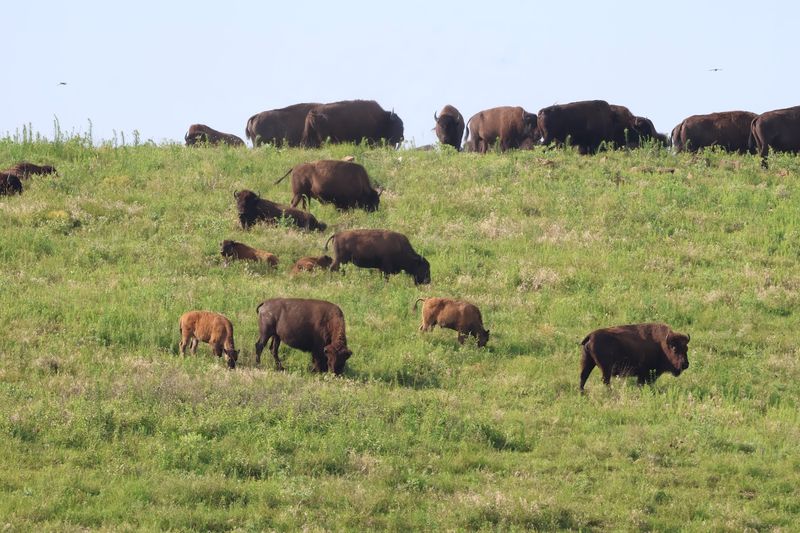History Behind the Herd History Behind the Herd