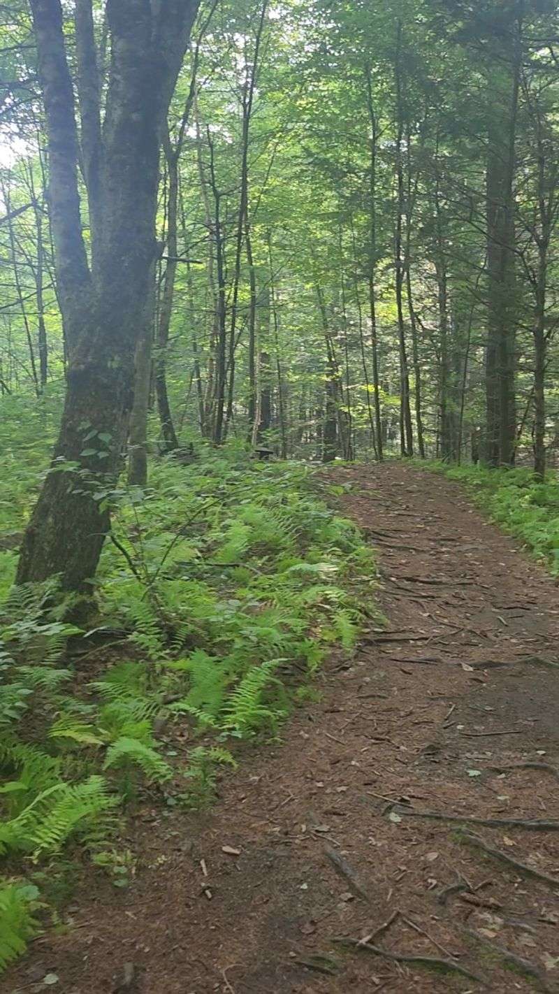 History Hidden Beneath the Forest Floor