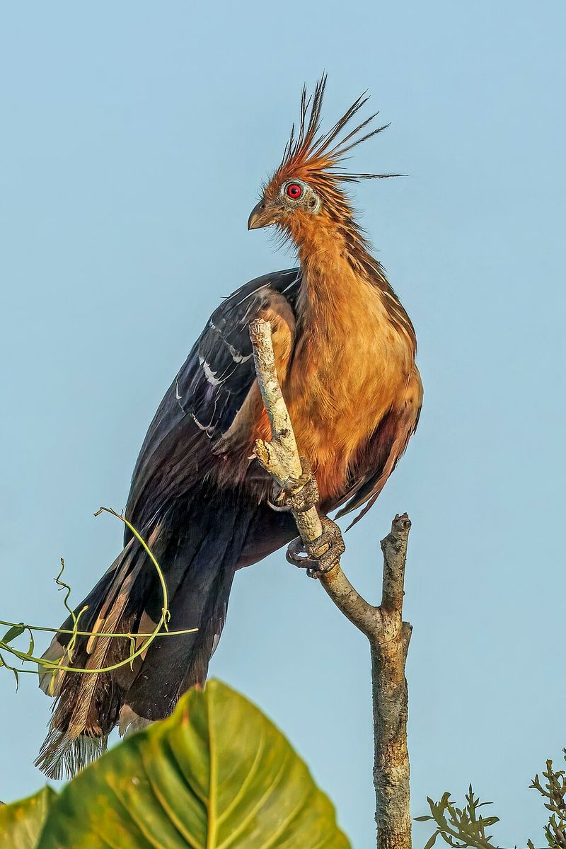 Hoatzin - Guyana