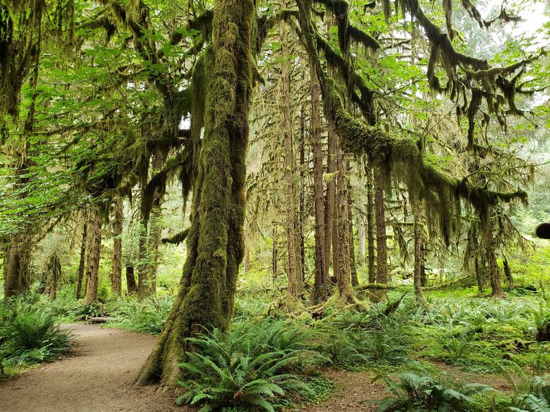Hoh Rain Forest, Forks, Washington, USA Hoh Rain Forest, Forks, Washington, USA
