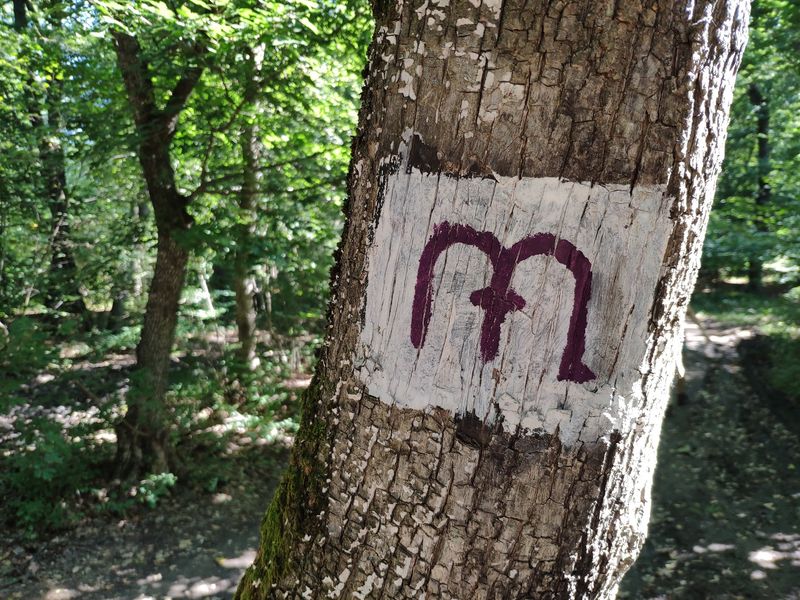 Hoia Baciu Forest in Romania