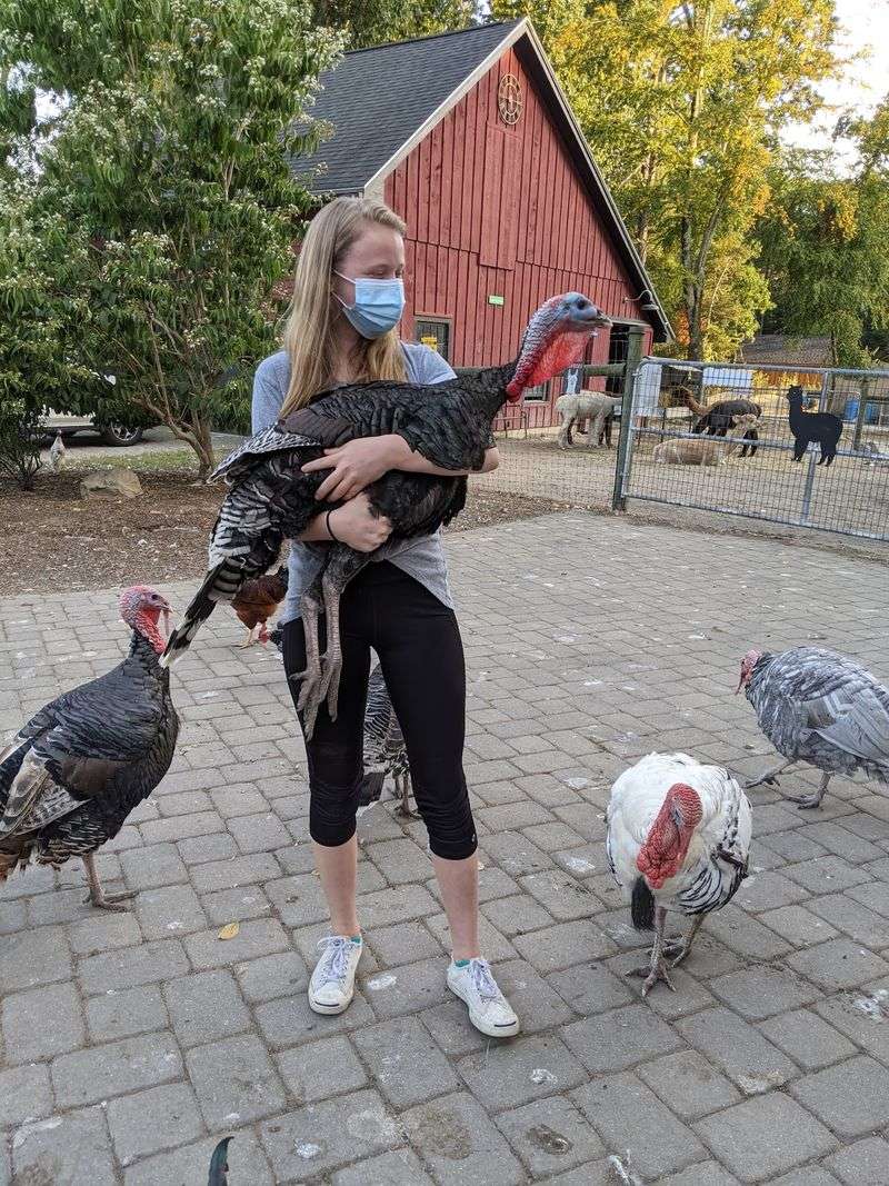 Holding a Rooster or a Turkey for the First Time Holding a Rooster or a Turkey for the First Time