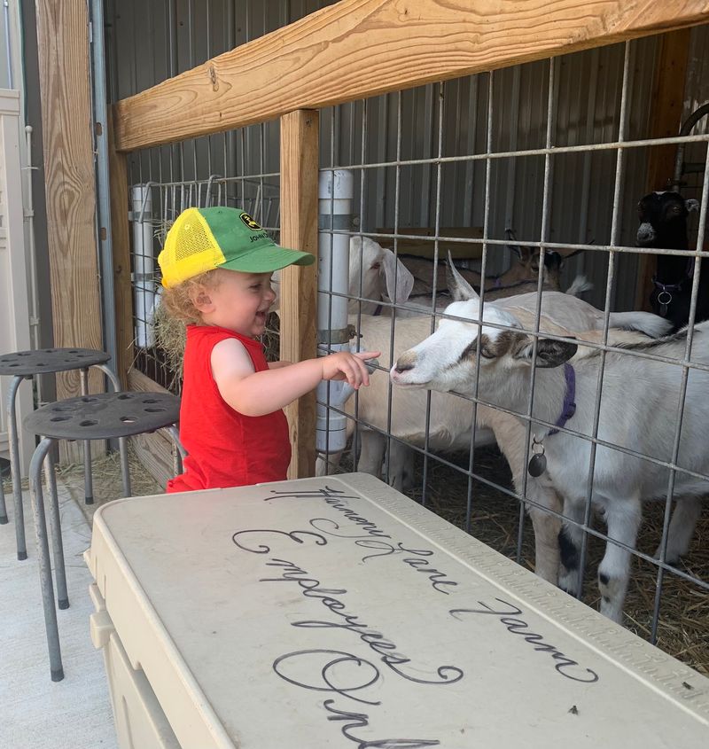 Homemade Ice Cream And Goat Milk Treats Homemade Ice Cream And Goat Milk Treats