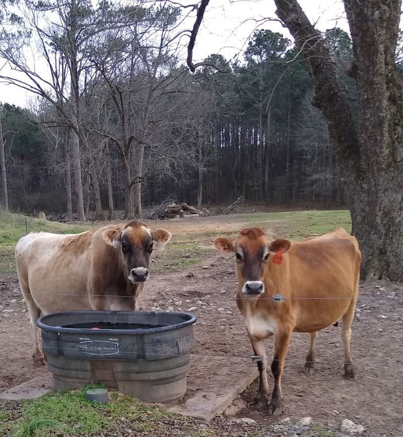 Homemade Ice Cream Scooped Steps From the Pasture Homemade Ice Cream Scooped Steps From the Pasture