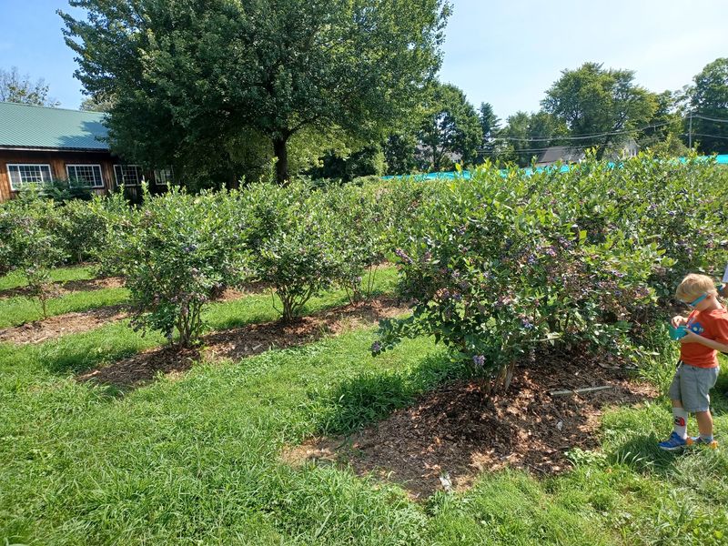 Honey Pot Hill Orchards, Stow Honey Pot Hill Orchards, Stow