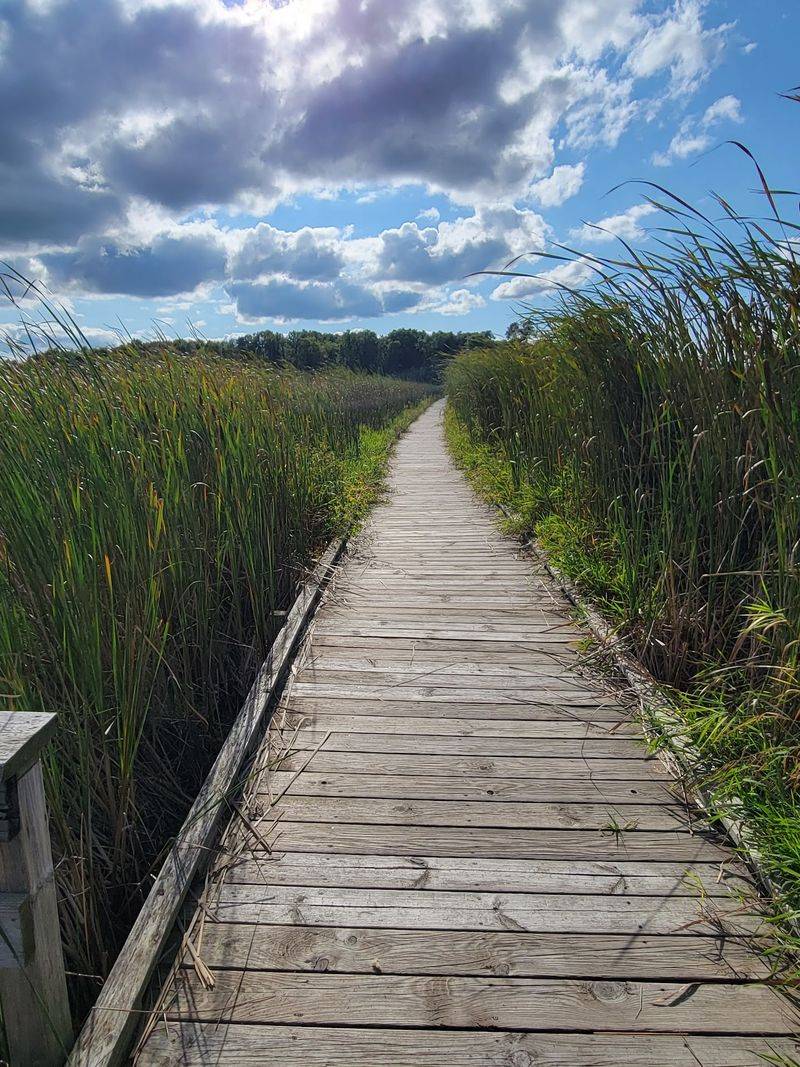 Horicon Marsh Boardwalk, Wisconsin Horicon Marsh Boardwalk, Wisconsin