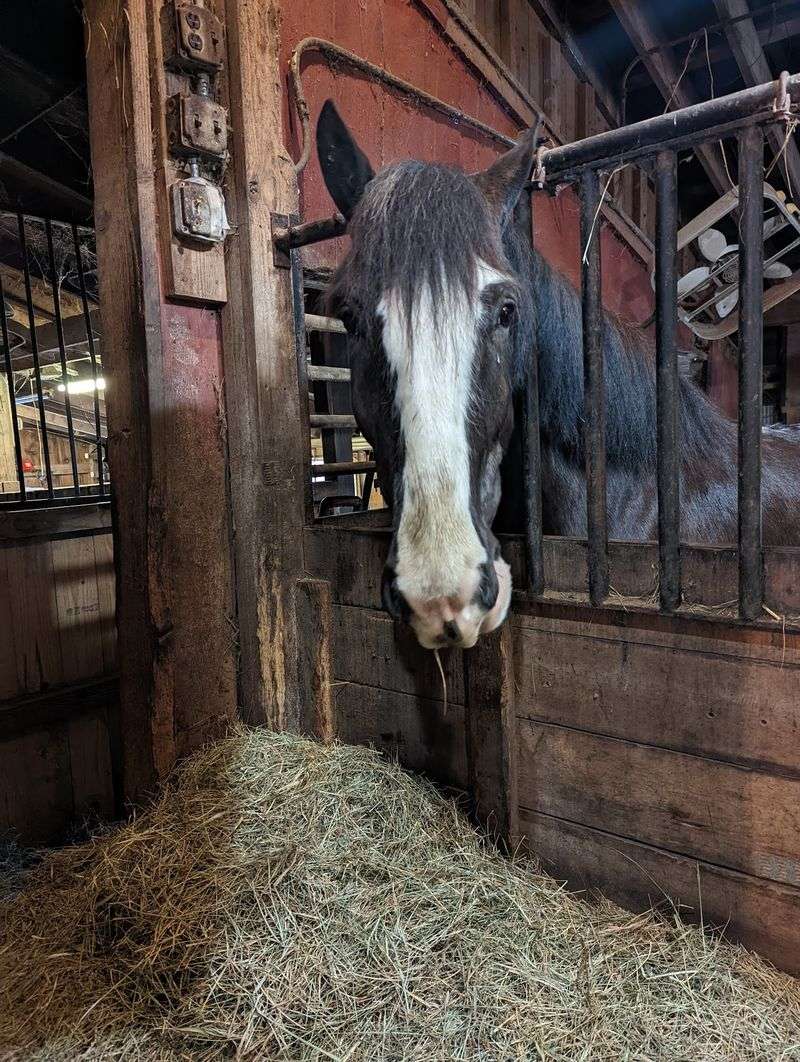 Horse Care That Riders Notice