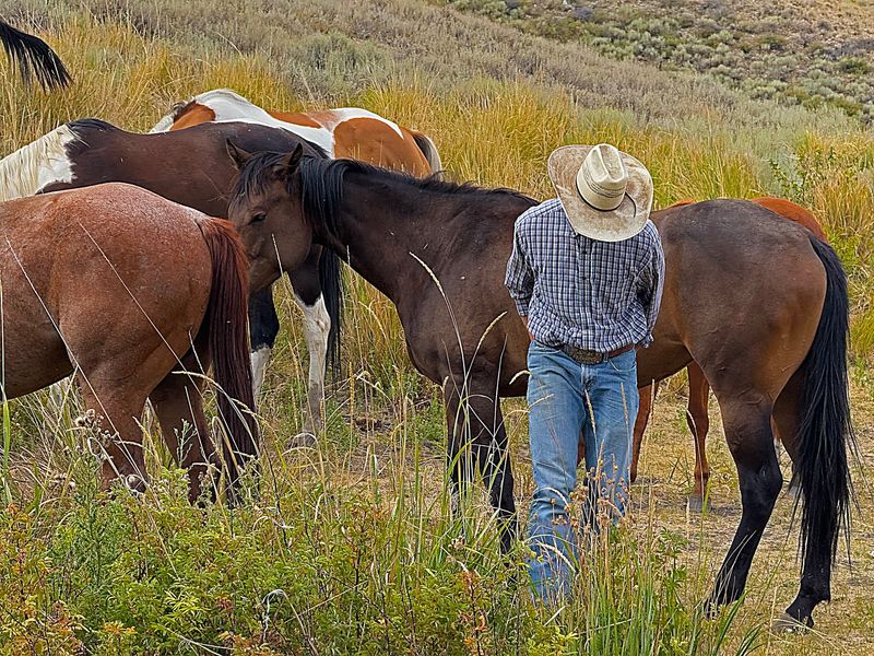 Horse Pairing: The Art of Matching Rider to Mount Horse Pairing: The Art of Matching Rider to Mount