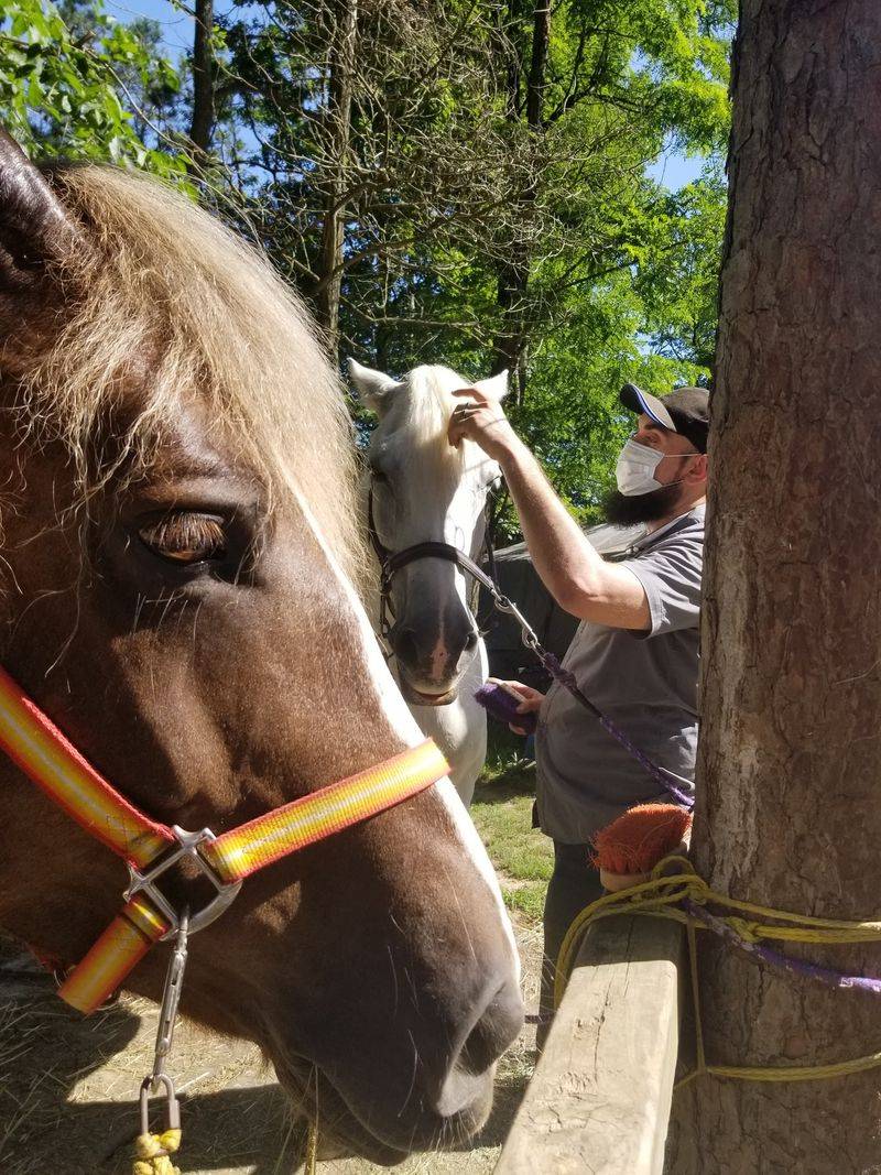 Horse Welfare as a Business Standard Horse Welfare as a Business Standard