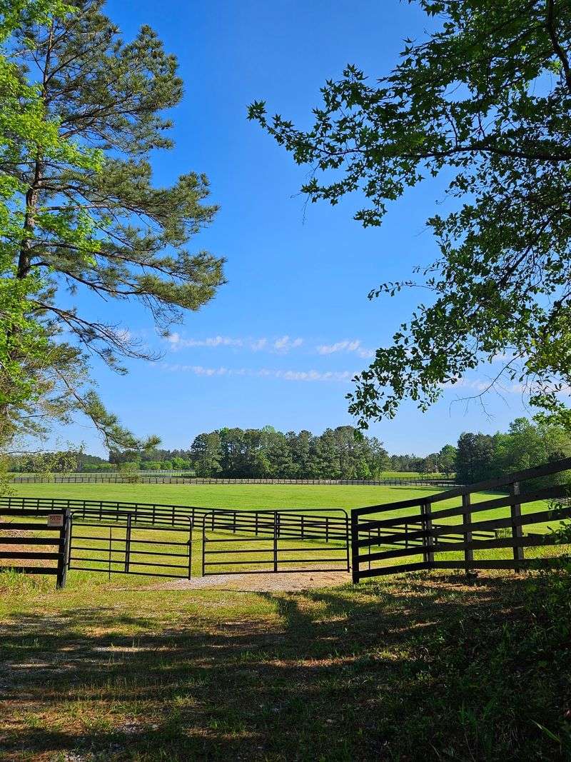 Horseback Riding Along the Grassy Corridor Horseback Riding Along the Grassy Corridor