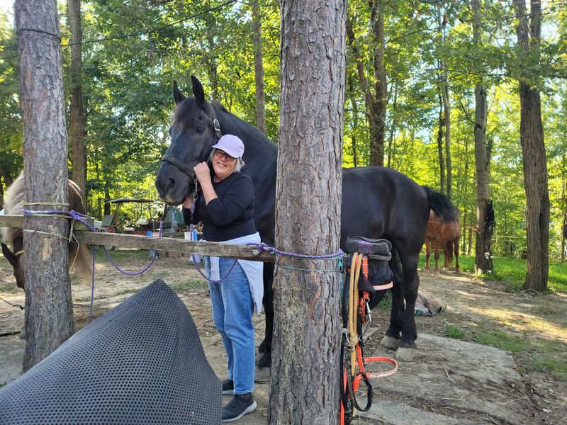 Horses That Are Actually Well-Trained Horses That Are Actually Well-Trained