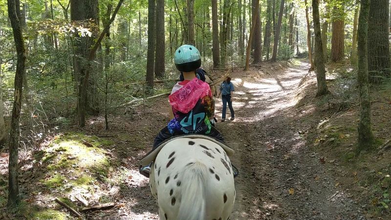 Horses That Keep First-Timers Calm Horses That Keep First-Timers Calm