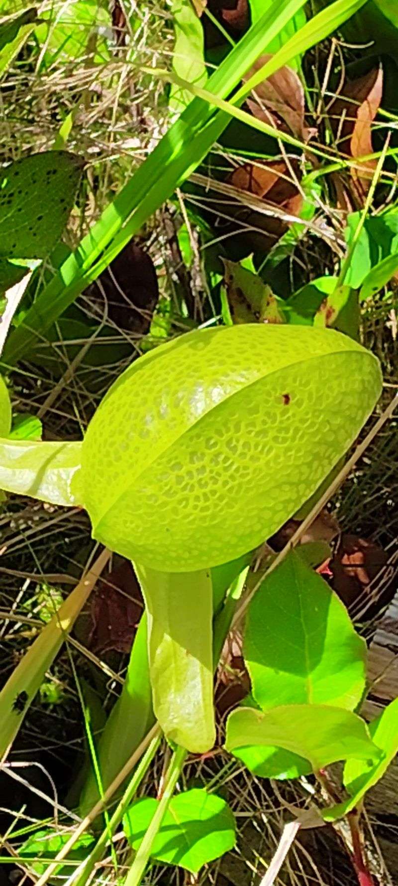 How Cobra Lilies Trap Their Prey How Cobra Lilies Trap Their Prey