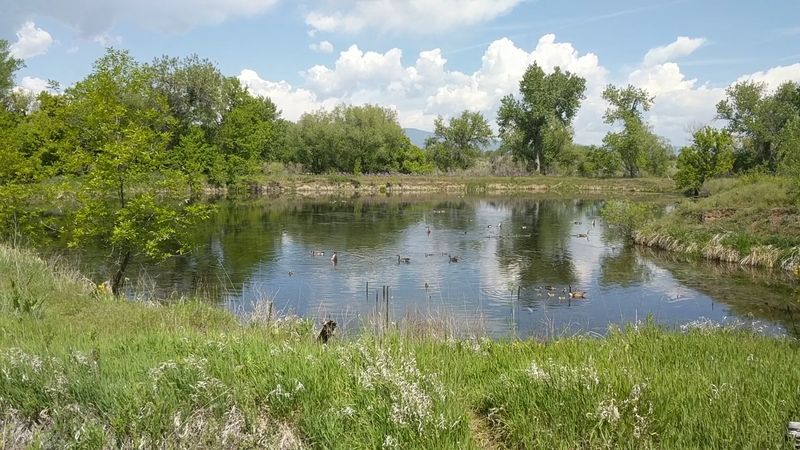 How Dogs Fit Into the Walden Ponds Experience