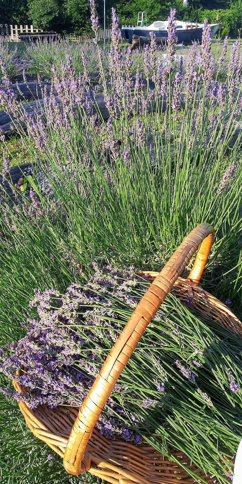 How Gigi Cracked the Tennessee Lavender Puzzle How Gigi Cracked the Tennessee Lavender Puzzle