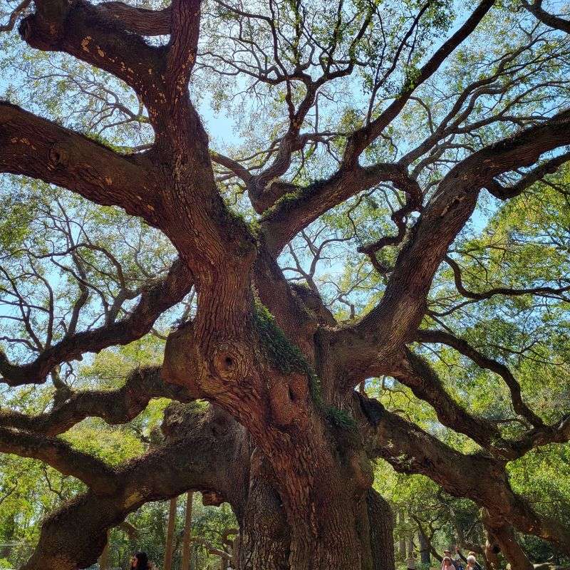 How Old Is This Tree, Really How Old Is This Tree, Really
