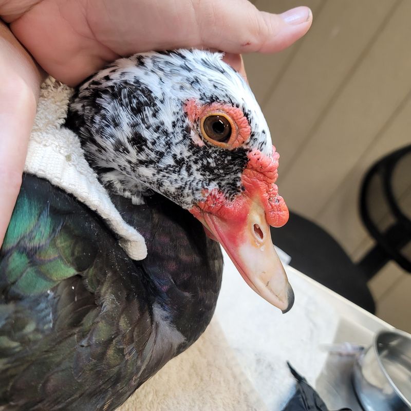 How They Answer the Call When You Find a Hurt Animal