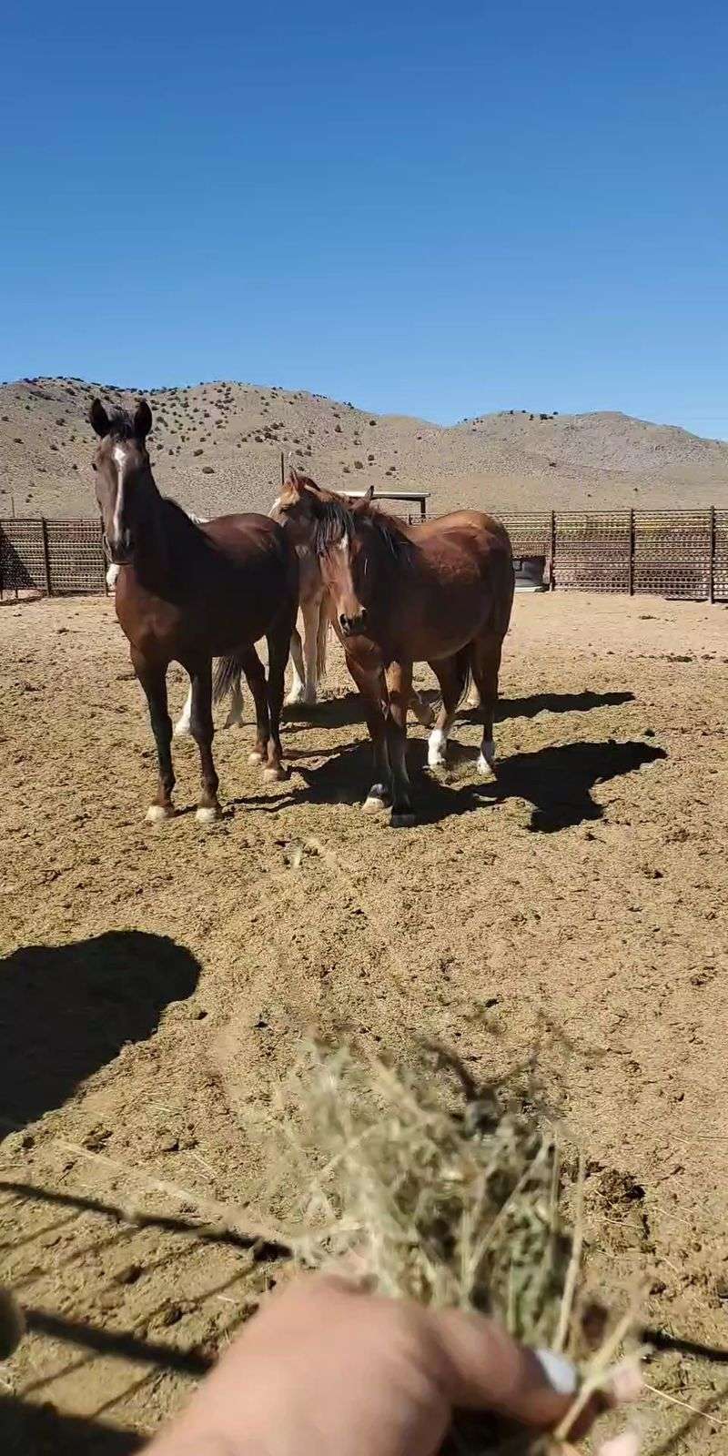 How Wild Horses End Up Here How Wild Horses End Up Here