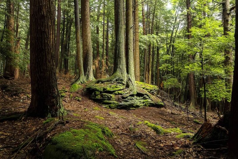 How a Conversation in the Woods Saved These Trees Forever How a Conversation in the Woods Saved These Trees Forever