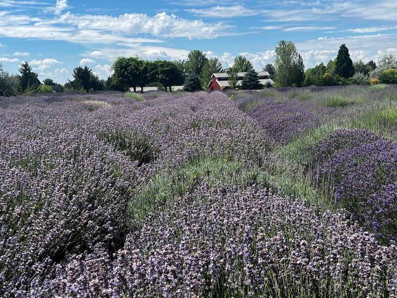 How a Hay Field Became a Lavender Legend