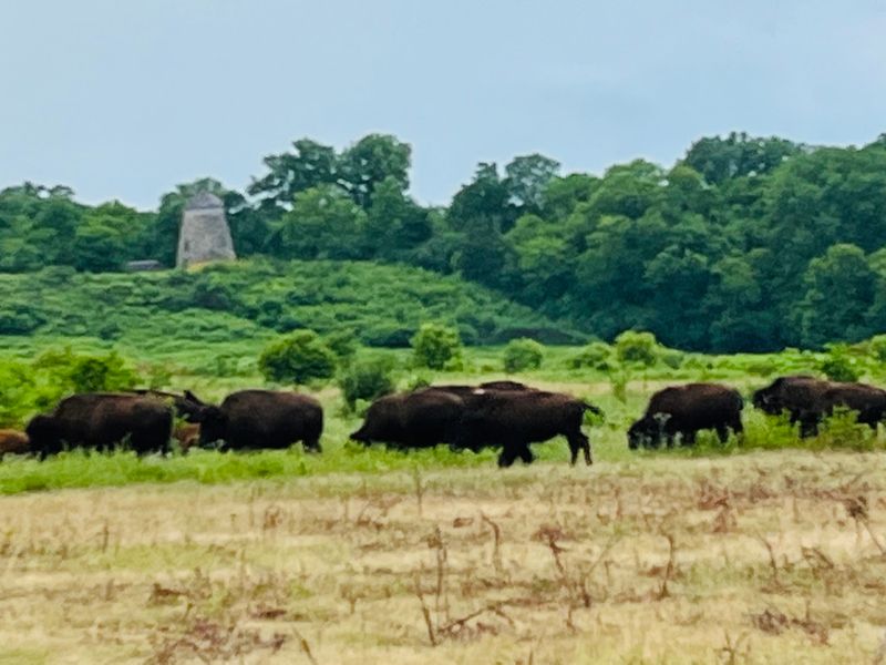 How the Bison Drive Actually Works How the Bison Drive Actually Works