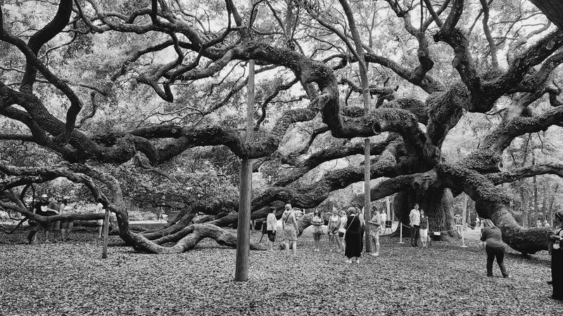 How the Tree Has Survived This Long How the Tree Has Survived This Long