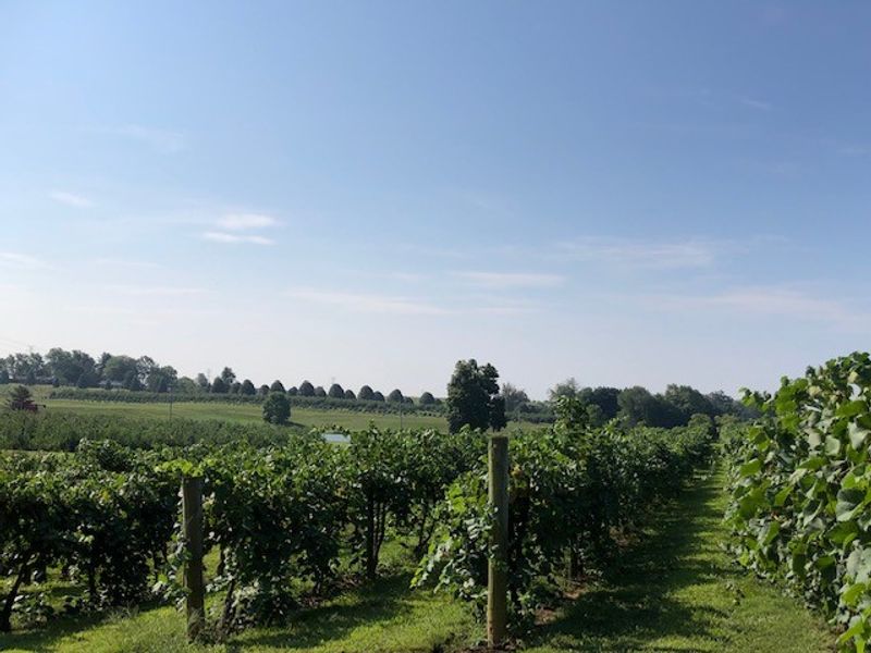 Huber Winery, Starlight
