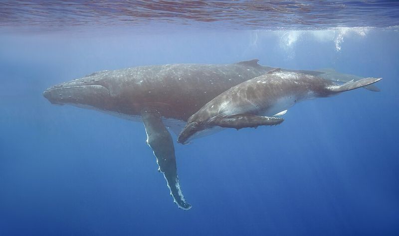Humpback Whale Humpback Whale