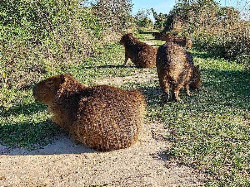 Ibera Wetlands, Corrientes