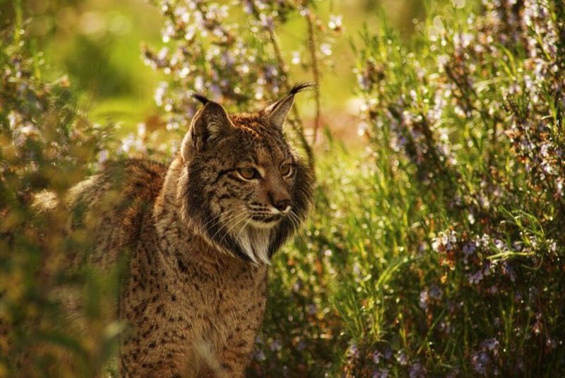 Iberian Lynx Iberian Lynx