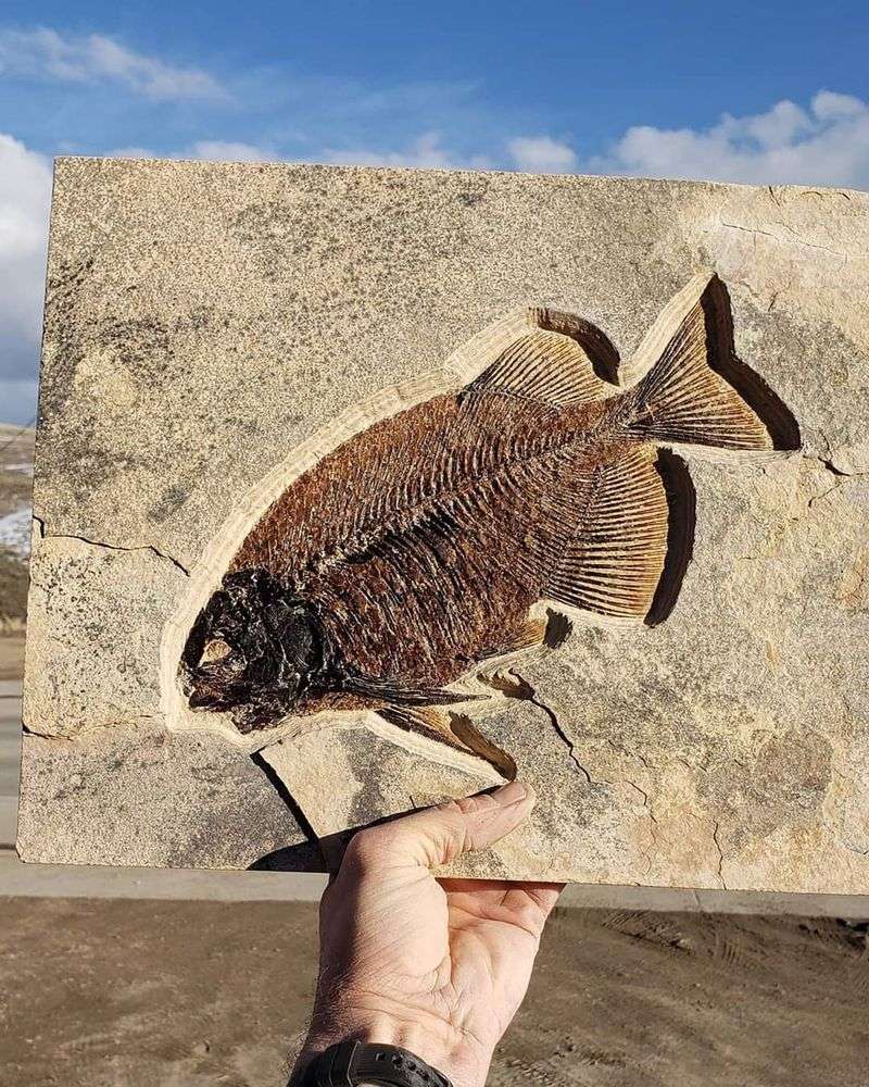 In Stone Fossils, Kemmerer, Wyoming In Stone Fossils, Kemmerer, Wyoming