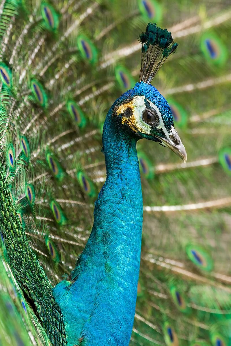Indian Peacock - India
