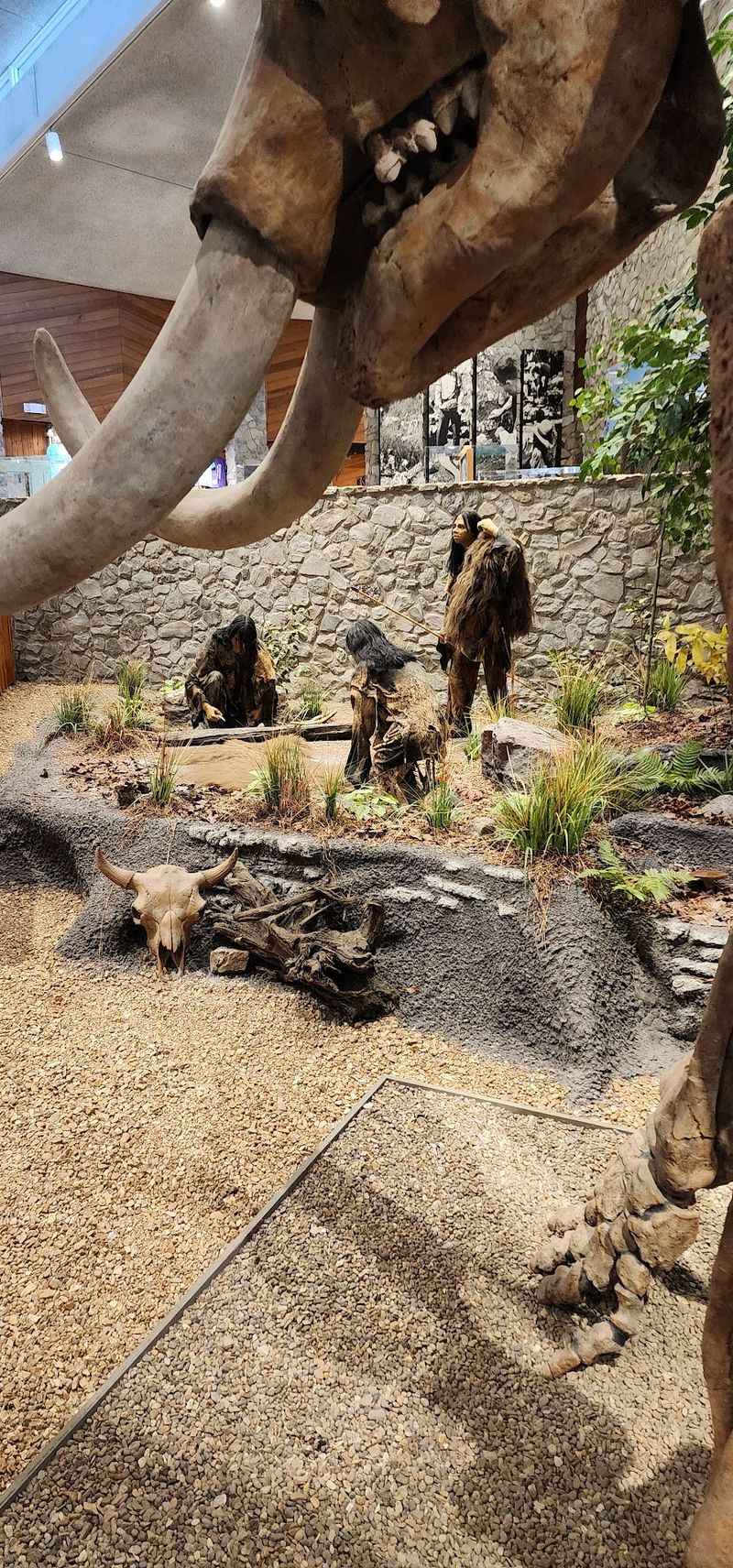 Inside the Museum: Ice Age Creatures Up Close