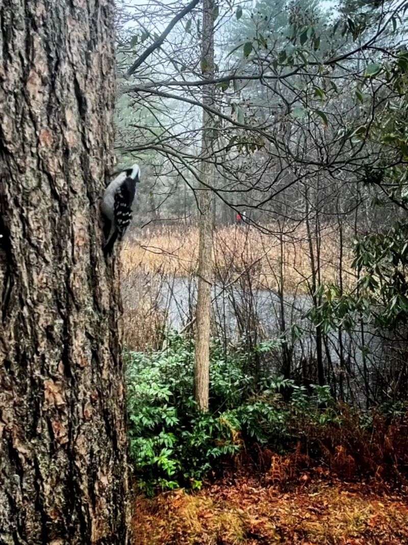 Ipswich River Wildlife Sanctuary, Topsfield