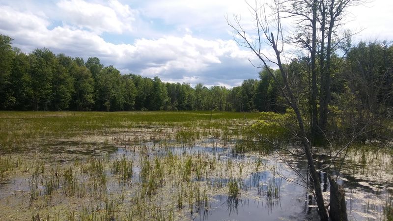 Iroquois National Wildlife Refuge, New York Iroquois National Wildlife Refuge, New York